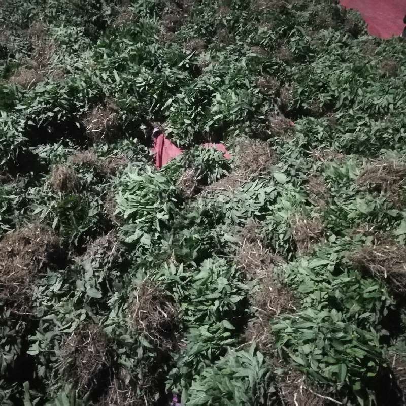 中药材