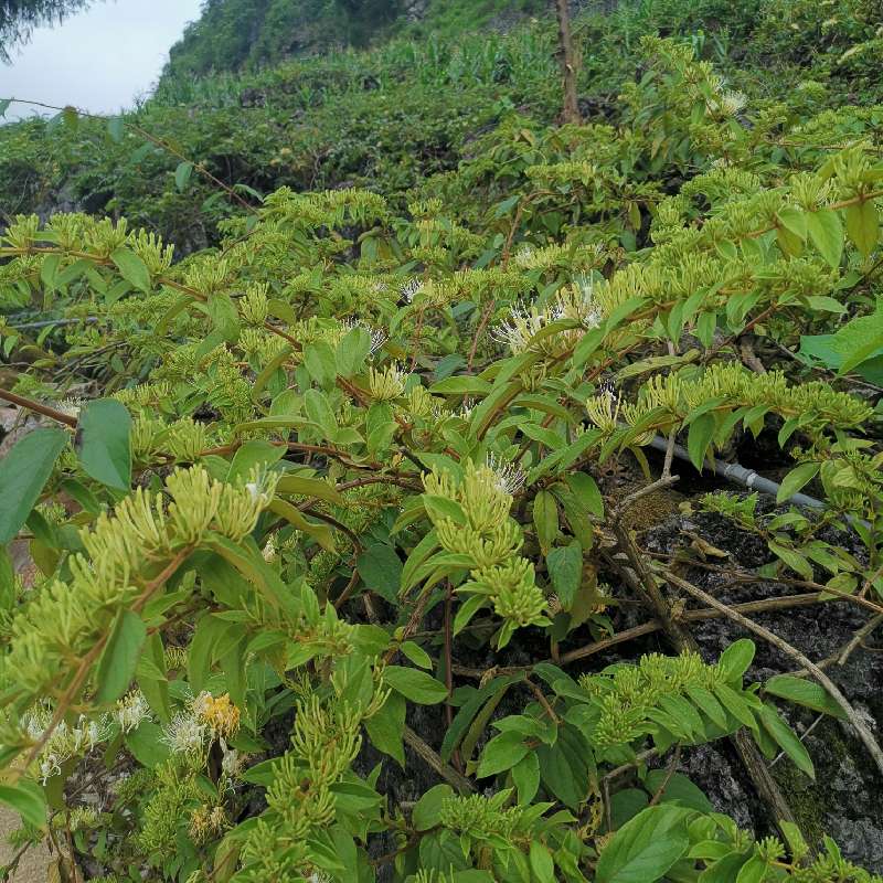 中药材