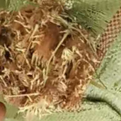 中药材