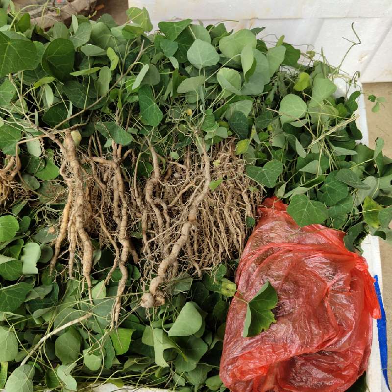 高先生供应防己_中药材天地网