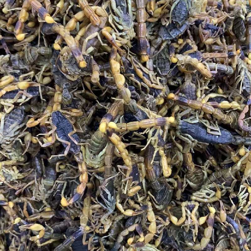 李倍倍产地供应全蝎_中药材天地网