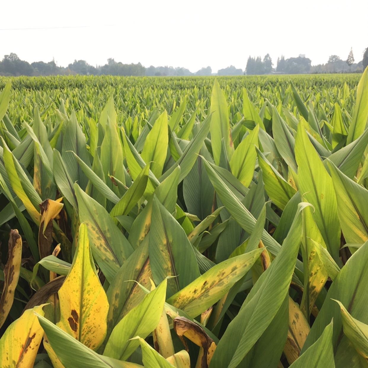 四川产地批发川郁金产地供应郁金_中药材天地网