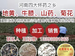 PC首頁搜索結果右側-地黃