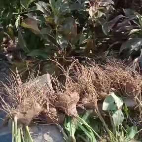 产品供应图