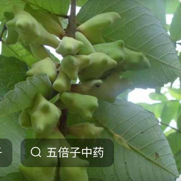 中药材