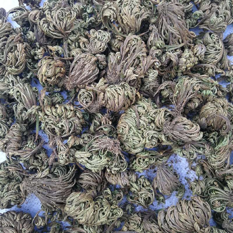 徐德石供应卷柏_中药材天地网
