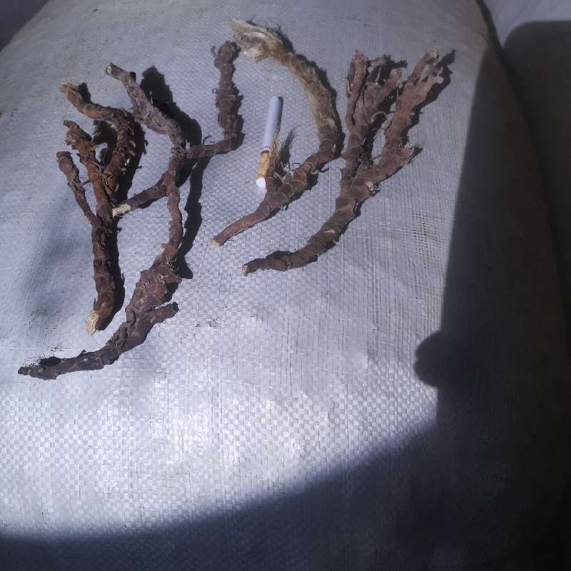 中药材