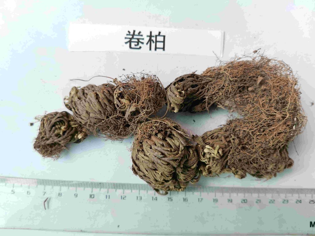 中药材