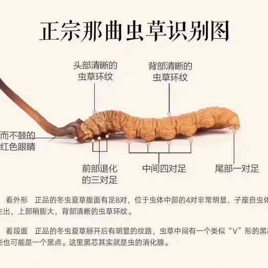 中药材