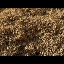 中药材