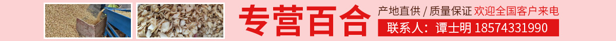 PC首頁搜索結果頂部-百合