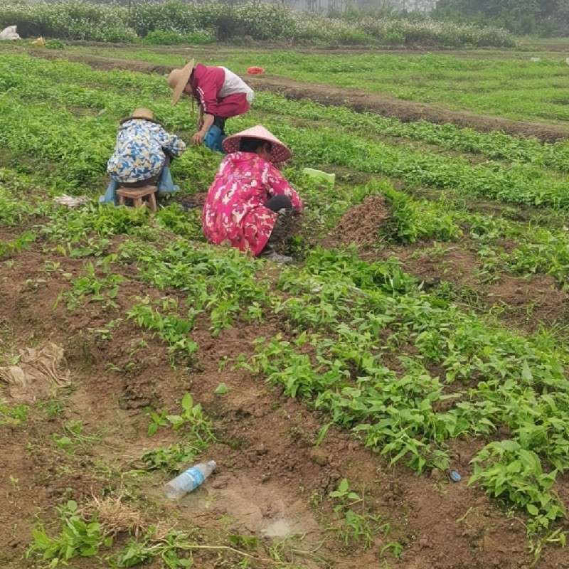 中药材