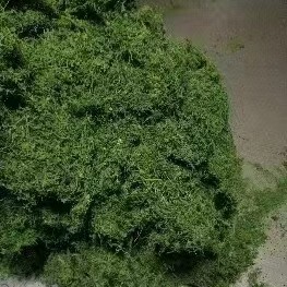 中药材