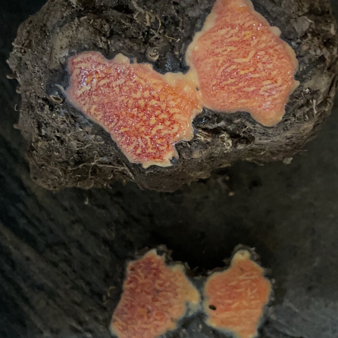 中药材