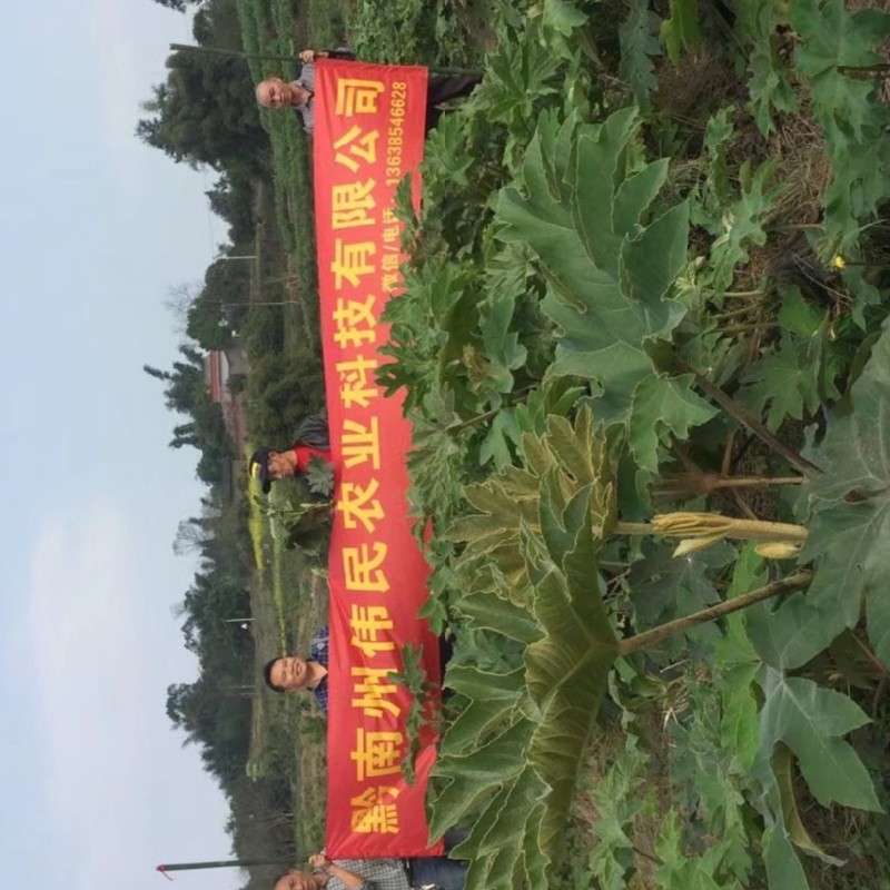 中药材