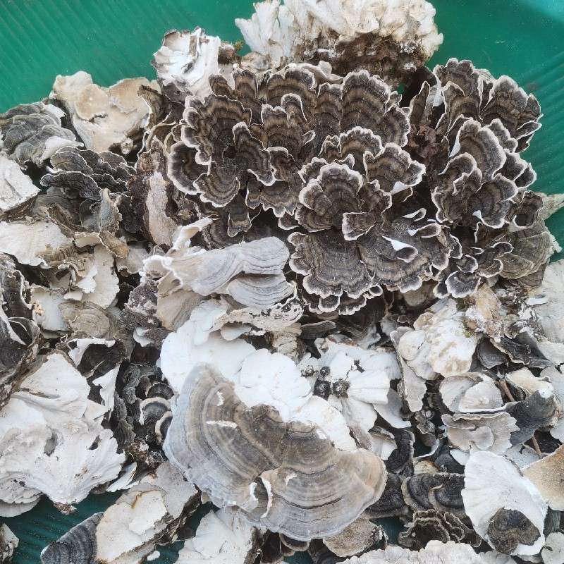 中药材