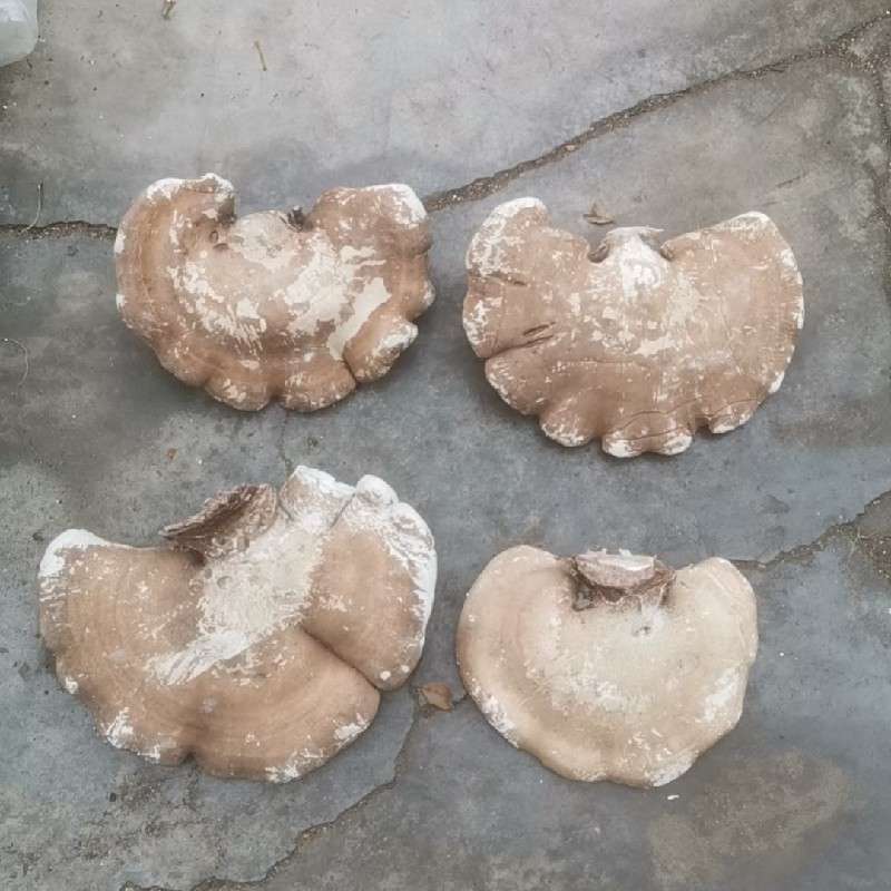 中药材