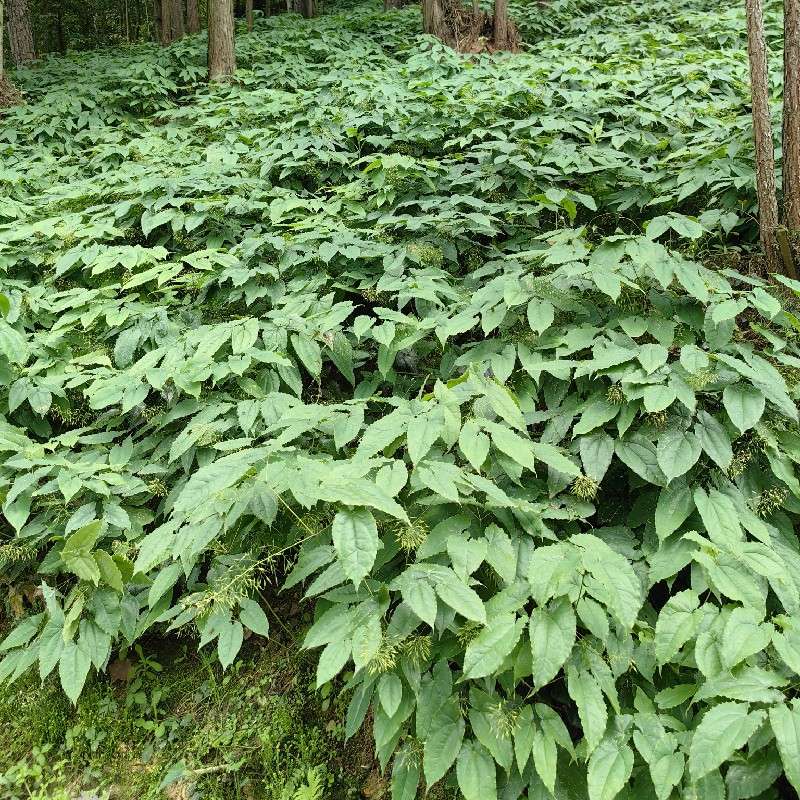 中药材