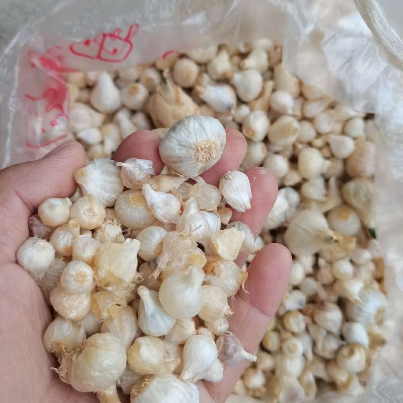 中药材