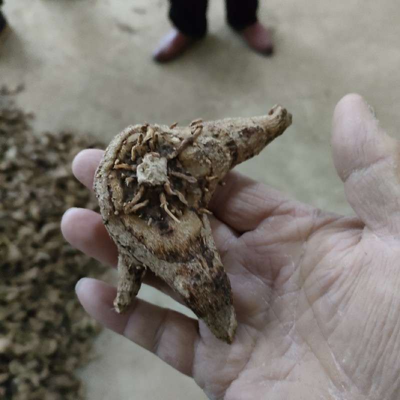 中药材