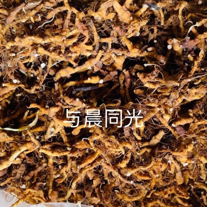 中药材