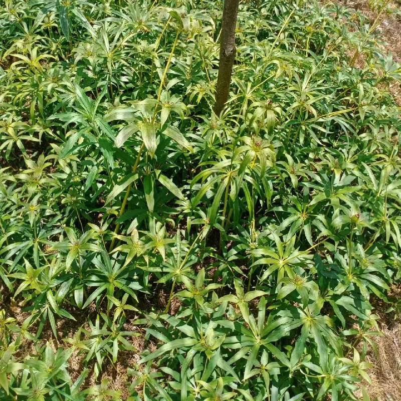 中药材