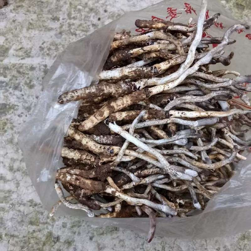 中药材