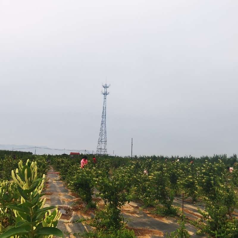 中药材