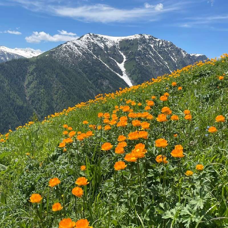 中药材