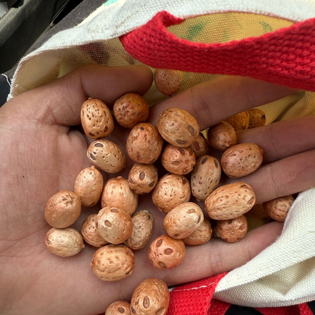 中药材