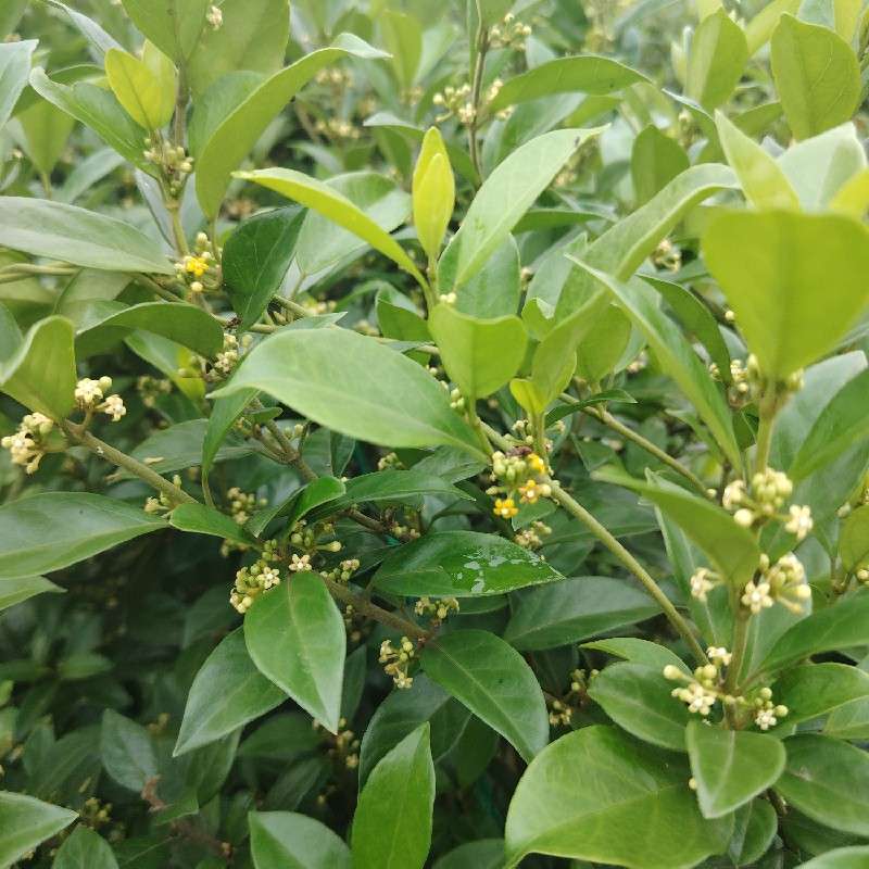 中药材