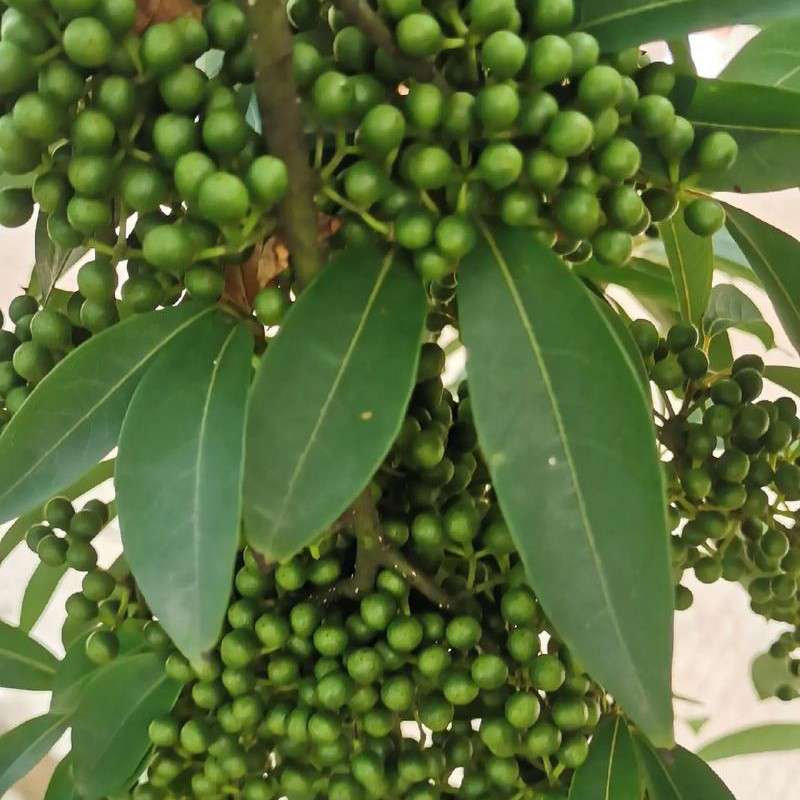 中药材