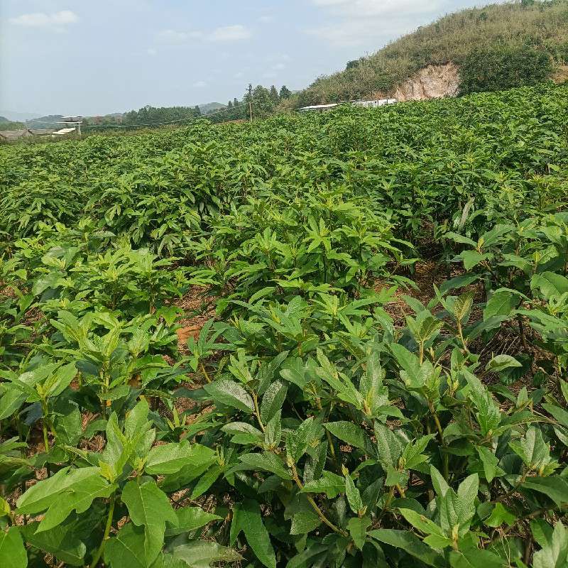 中药材
