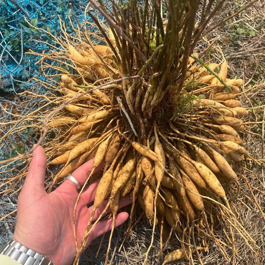 中药材