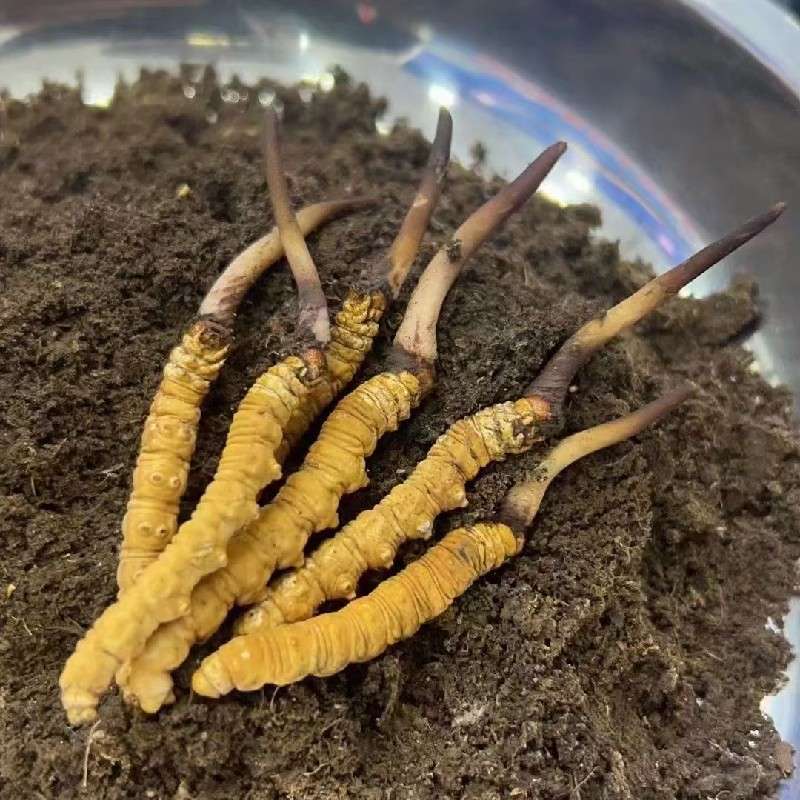 中药材