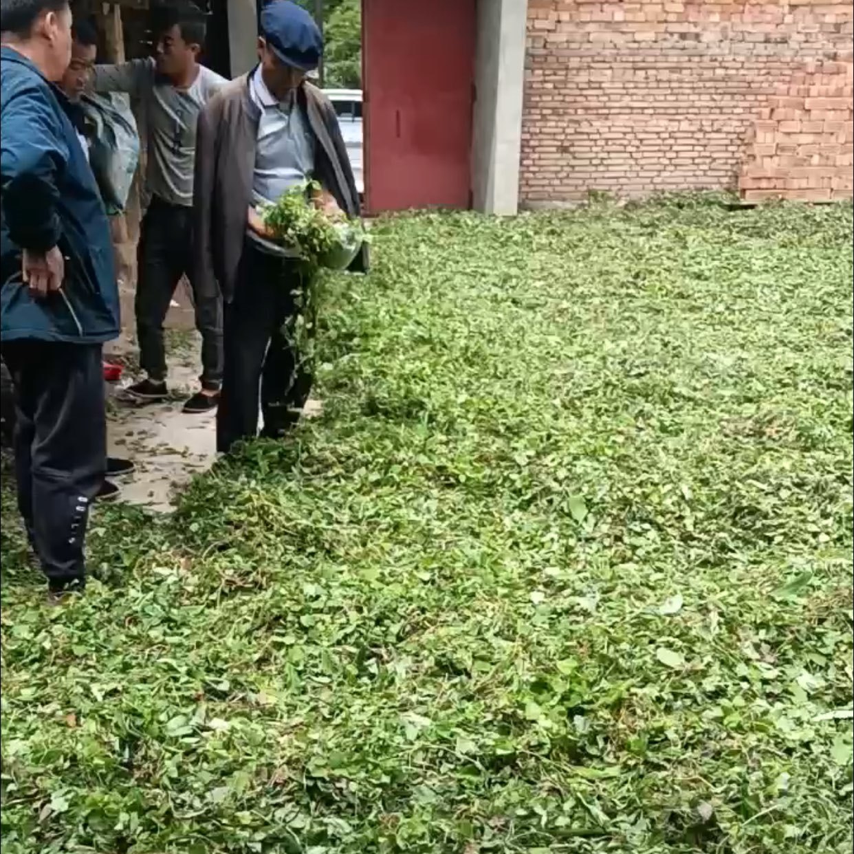 中药材
