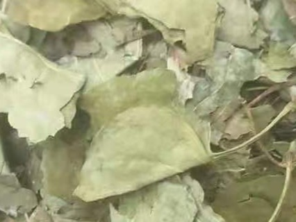 中药材
