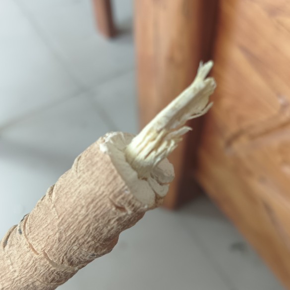 中药材