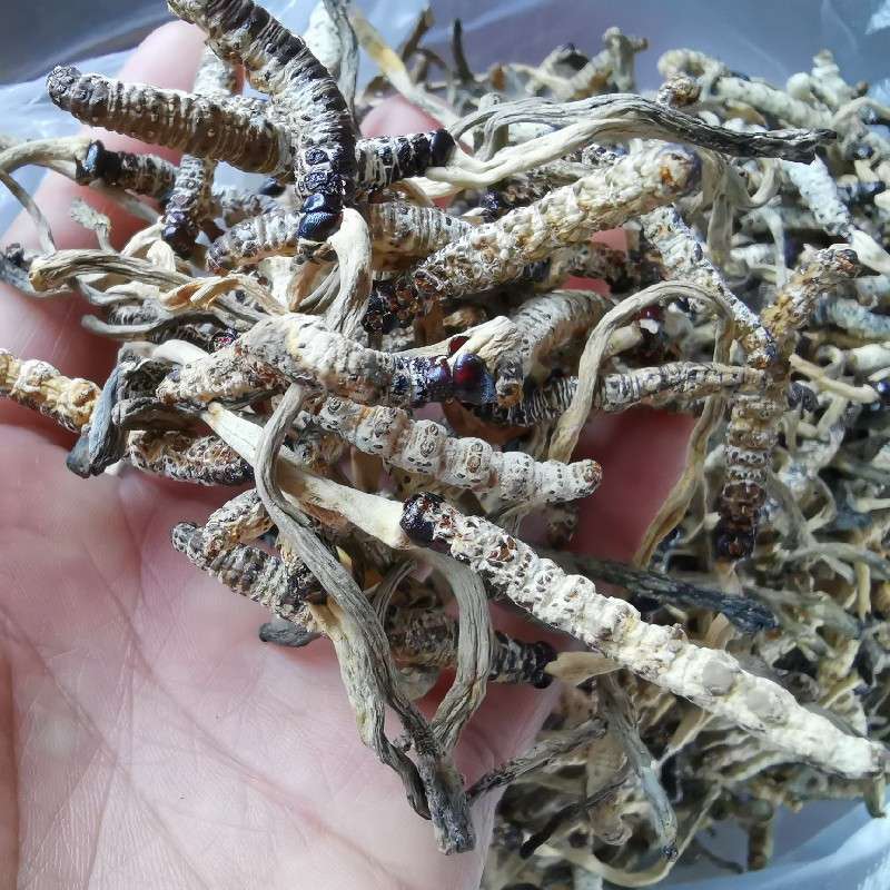 中药材