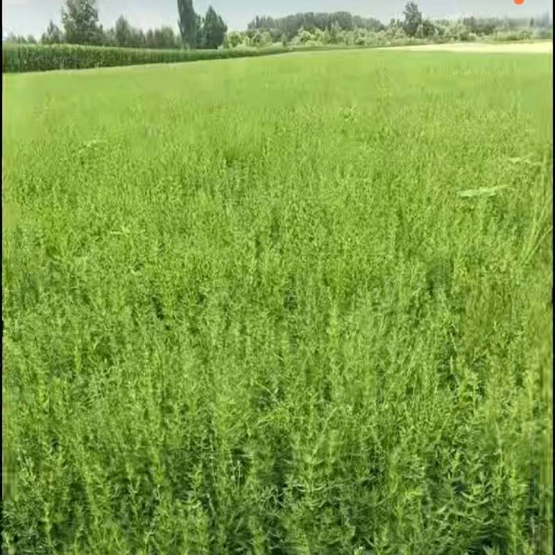 中药材