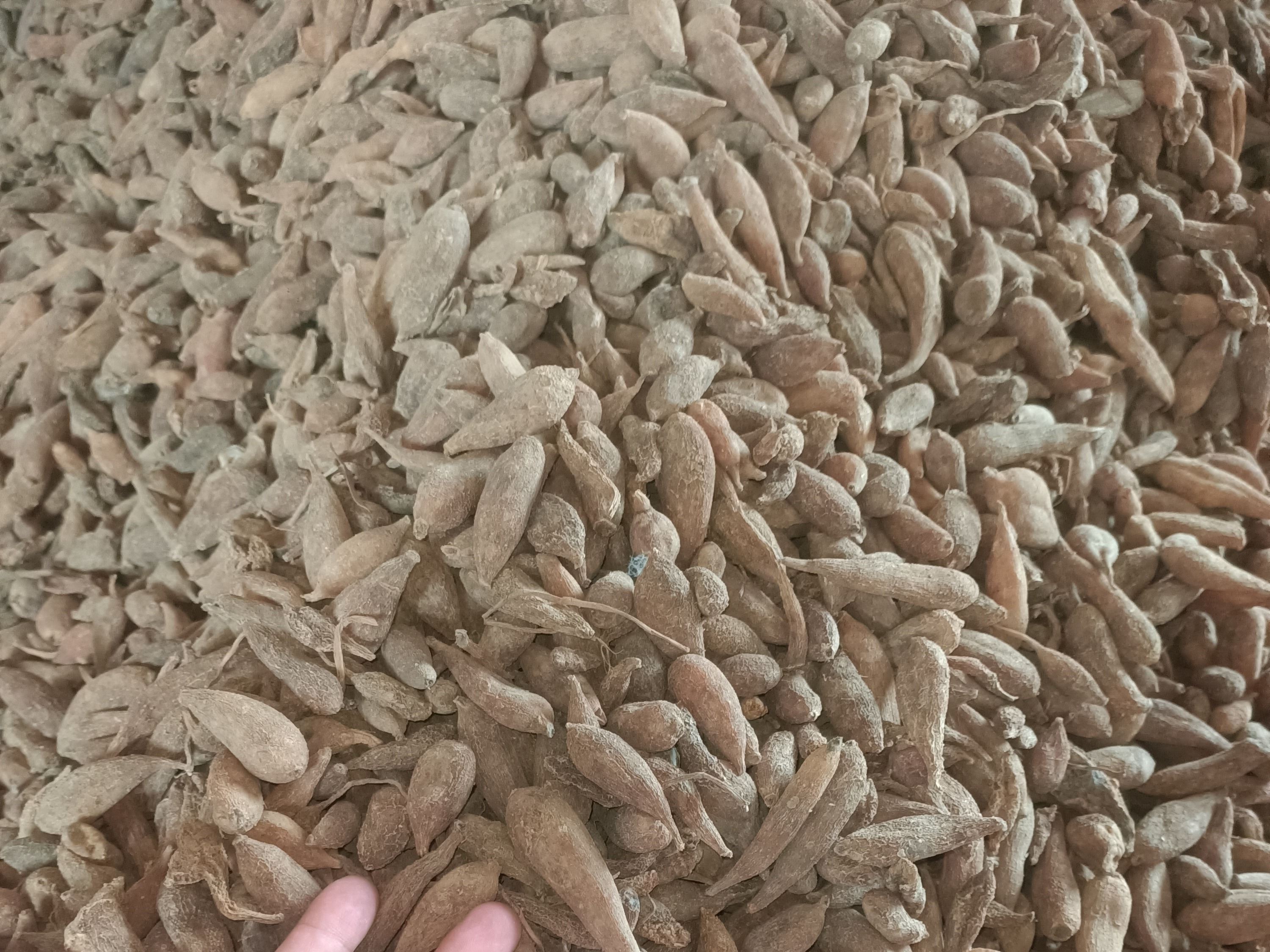 中药材