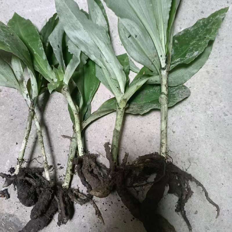 中药材