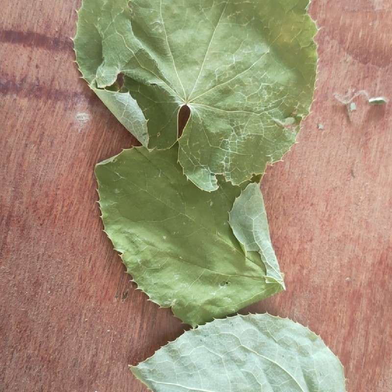 中药材