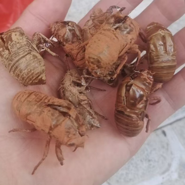 中药材