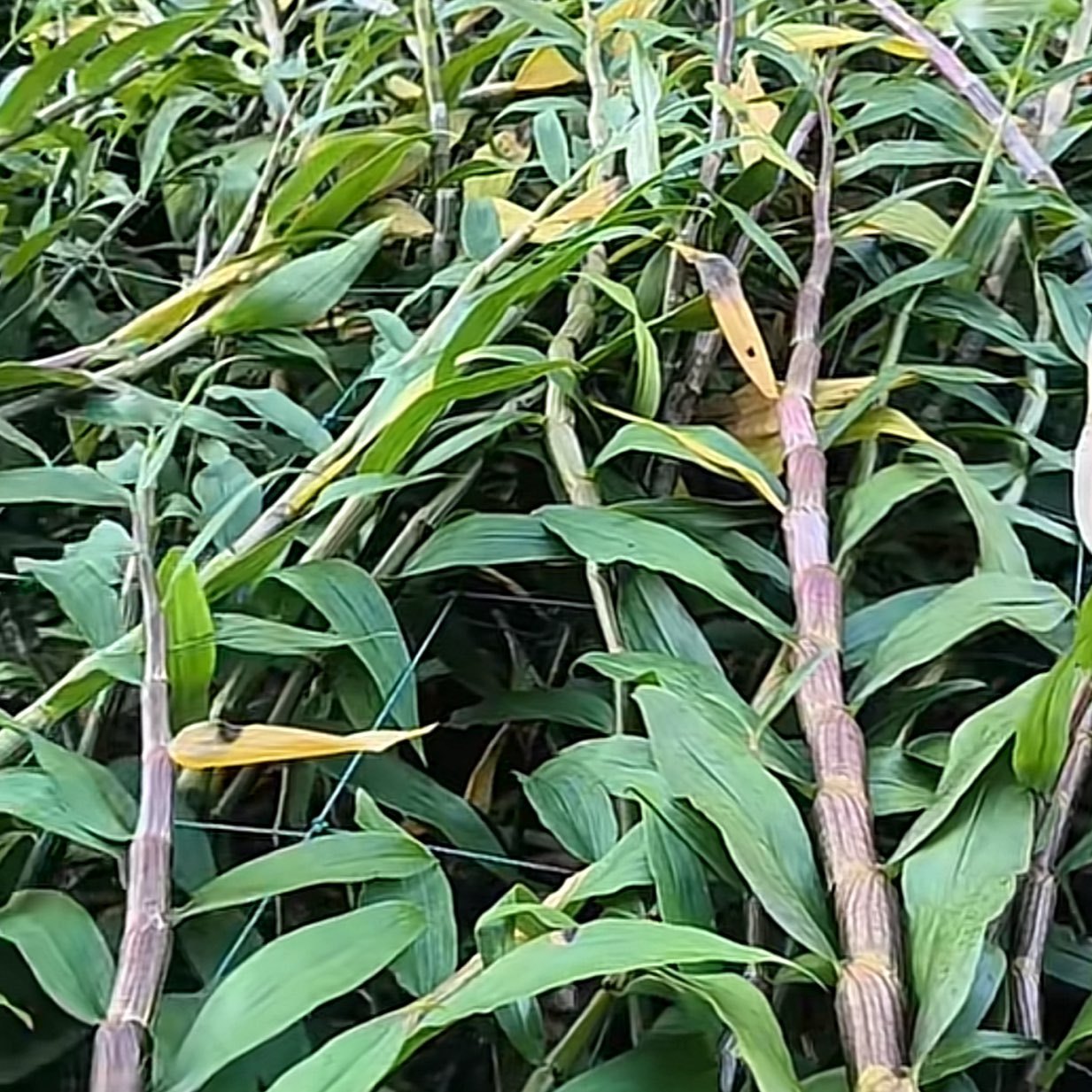 中药材