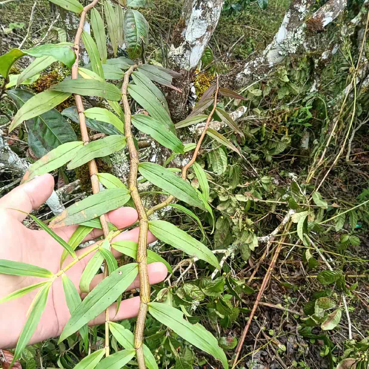 中药材