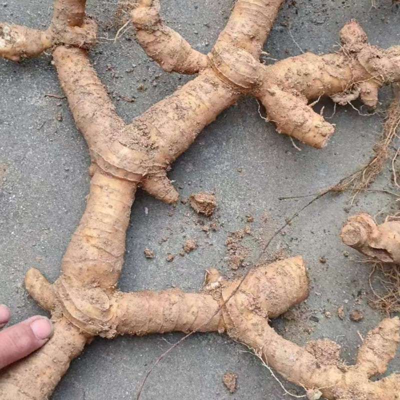 中药材