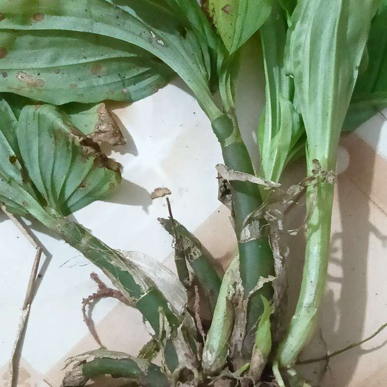 中药材
