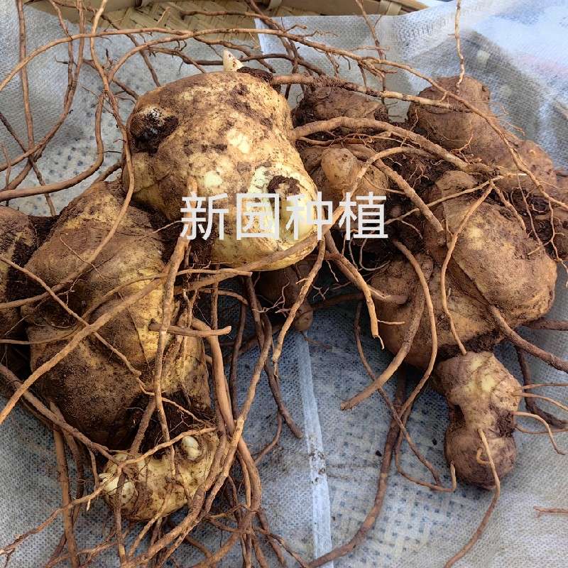 中药材