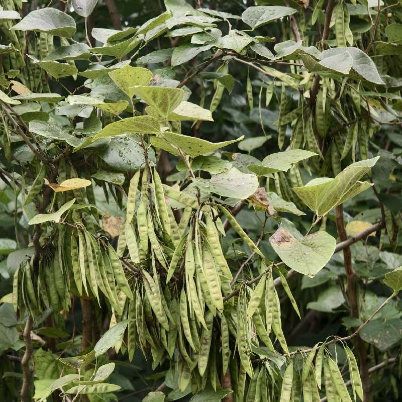 中药材